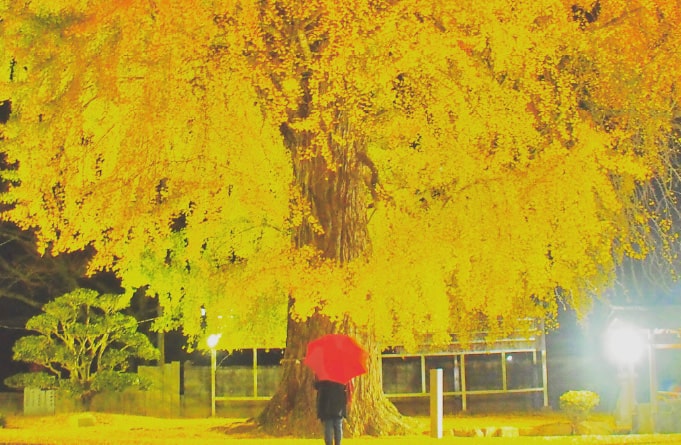 銀杏の大樹（丹生酒殿神社）