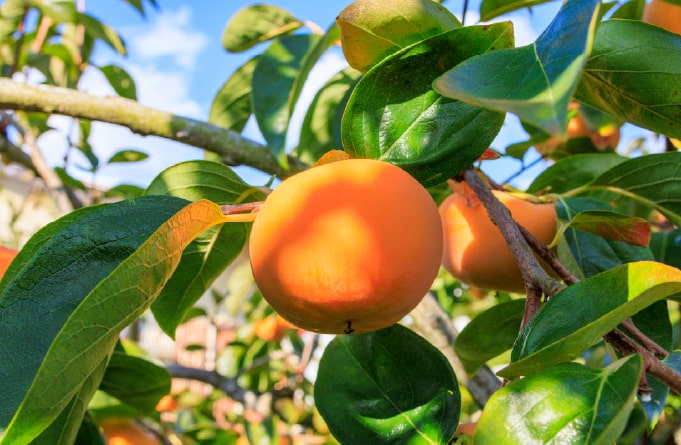 かつらぎ町 フルーツ王国