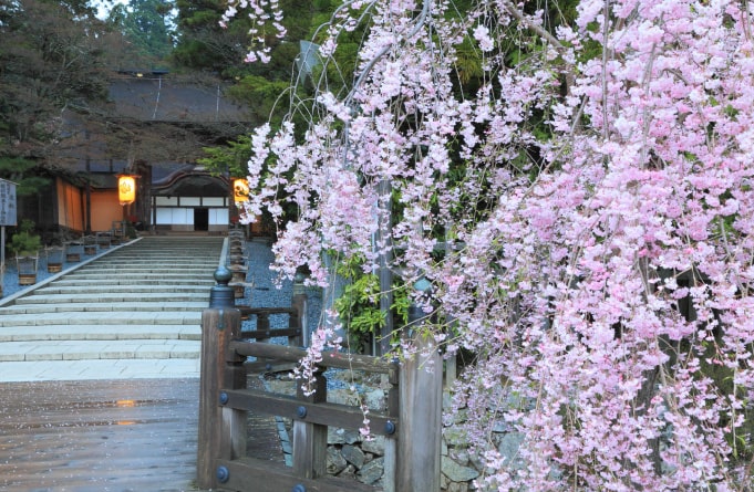 高野山　金剛峯寺　桜