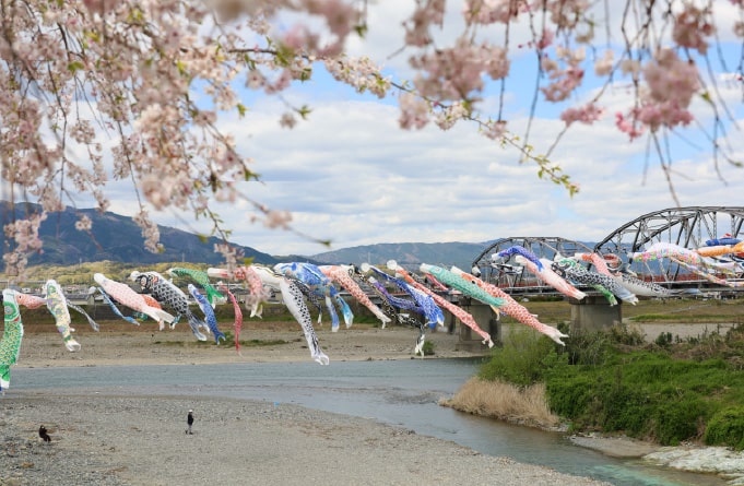 こいのぼりの丹生川渡し