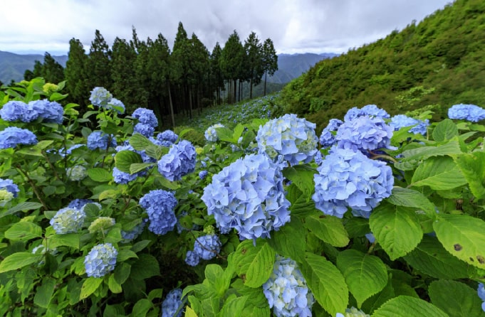 花園あじさい園