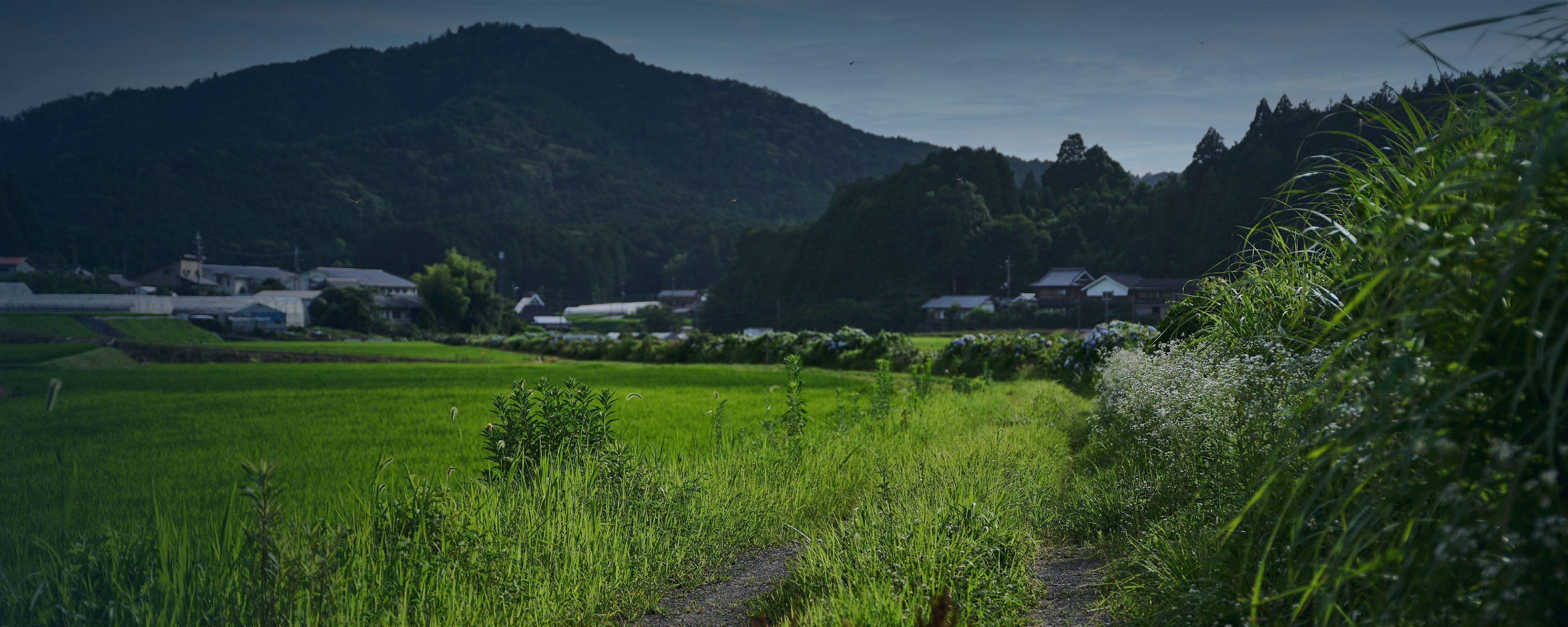 AMANOSATO