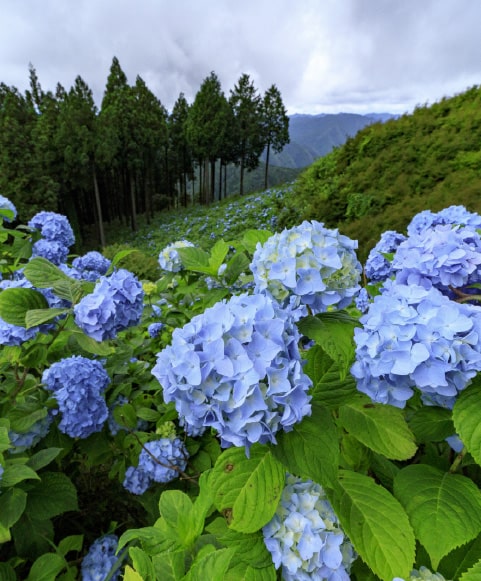 花園あじさい園