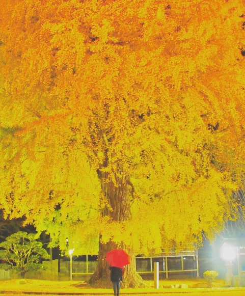 銀杏の大樹（丹生酒殿神社）